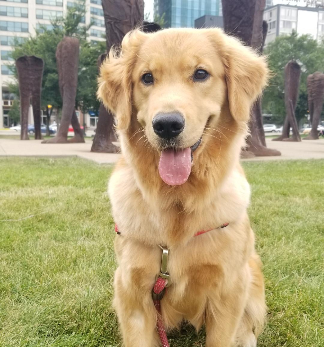 Sophie, a cute golden retriever, is sitting in front of Agora sculpture in Chicago.